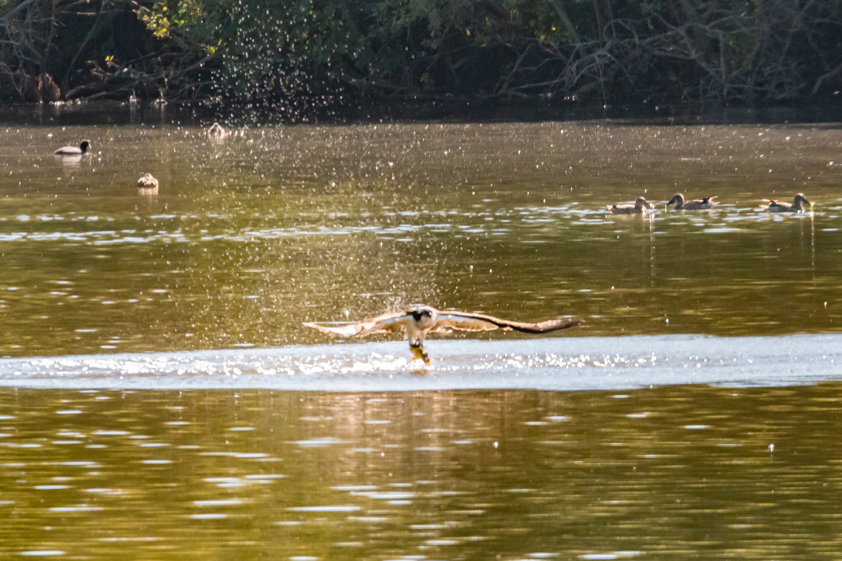 Balbuzard pêcheur juvénile (Osprey, Pandion haliaetus) émergeant du Dépôt 54 de la Réserve de Mont-Bernanchon, en tenant dans ses serres un gros rotengle (rudd, Scardinius erythrophtalmus).